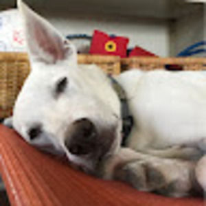 Meet your Posher, Amaya